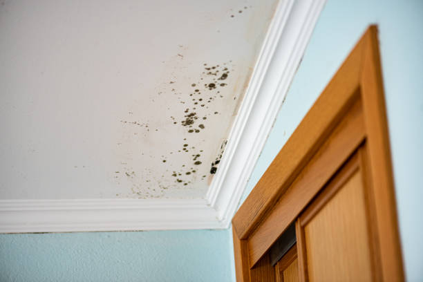 Best Attic Mold Remediation in Darlington, SC