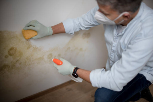 Best DIY Mold Remediation Support Services in Darlington, SC