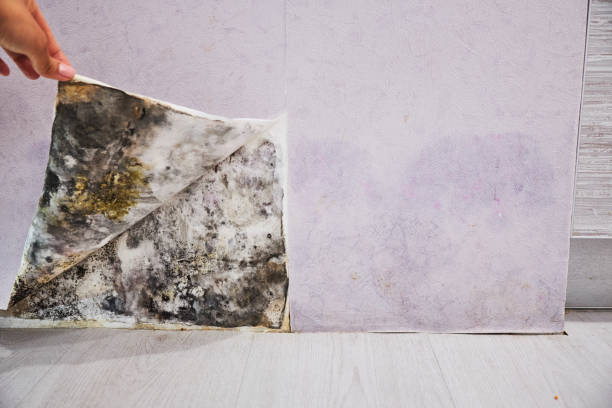 Best Residential Mold Remediation in Darlington, SC